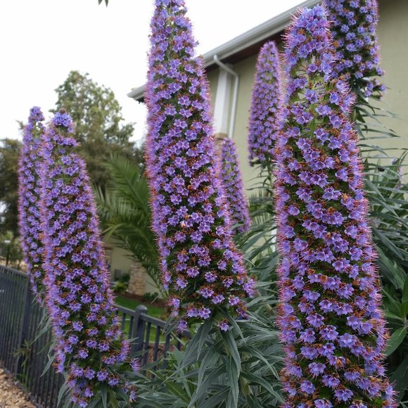 Meet your Posher, Posh - Picture 5 of 10